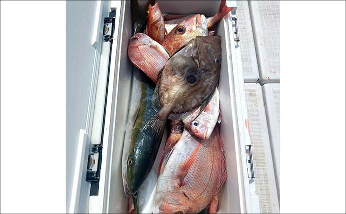 【沖釣り釣果速報】クエ狙いの出船で19kg浮上！タテ釣りではヒラメやマダイも好調（三重）