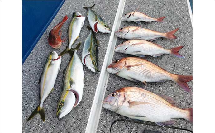 【沖のルアー釣果速報】伊勢湾のナイトロック便で全員安打！キジハタ＆カサゴ好調（愛知）