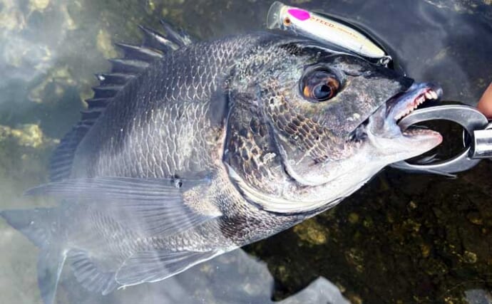 「ジュボッと炸裂バイト！」松阪エリアのトップチニングでクロダイ40cmを手中【三重】