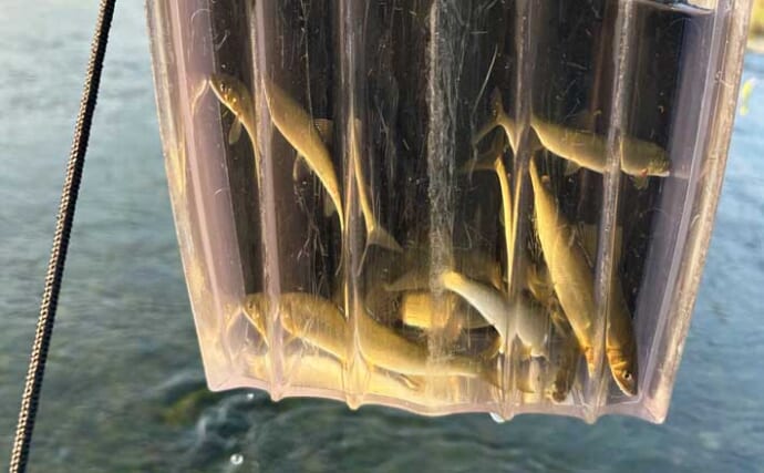 「2時間半で8尾！」相模川チャラ瀬のアユルアー釣りで小気味よいアタリ連発【神奈川】