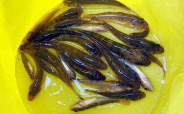 「夕マヅメにハゼ34匹！」勝島運河のウキ流し釣りで11cm級を頭に数釣り満喫【東京】