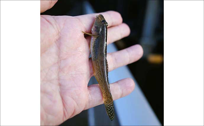 「夕マヅメにハゼ34匹！」勝島運河のウキ流し釣りで11cm級を頭に数釣り満喫【東京】