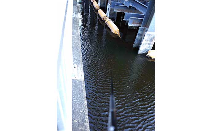 「夕マヅメにハゼ34匹！」勝島運河のウキ流し釣りで11cm級を頭に数釣り満喫【東京】