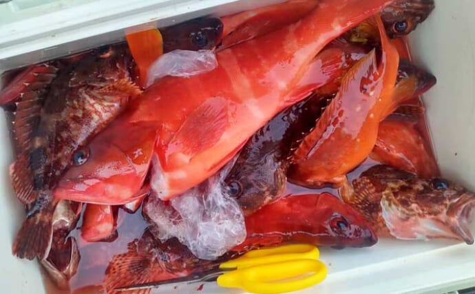 沖磯ロックフィッシュゲームで45cmオオモンハタ浮上！【大分・米水津】アカハタ入れ食いも堪能