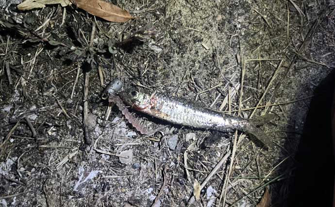 セリアのアジングワームを川で使ってみたら想定外の魚がヒット【愛知・豊田市水源公園】