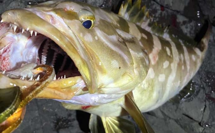 夜の地磯での底物釣りでクエ3尾！【山口】スタンディングファイトでキャッチ