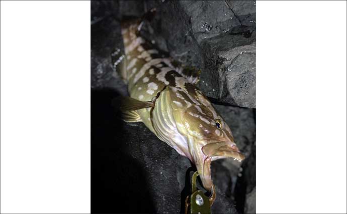 夜の地磯での底物釣りでクエ3尾！【山口】スタンディングファイトでキャッチ