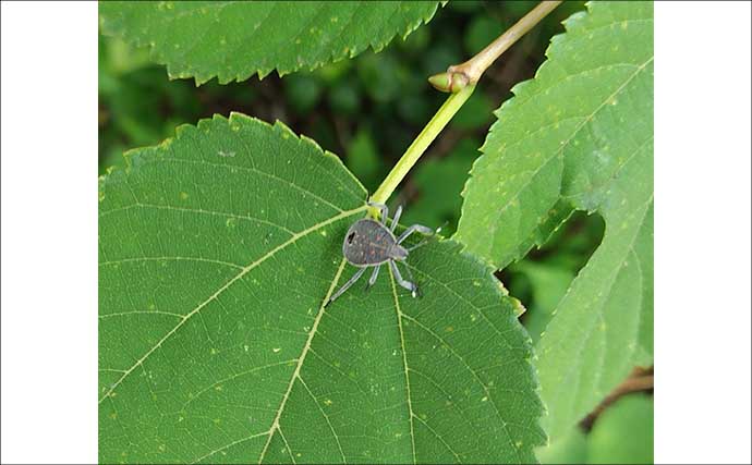 「釣り場に危機迫る？」マダニが媒介する感染症『SFTS』が過去最多！ 生息域を知っておこう