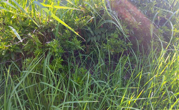 「釣り場に危機迫る？」マダニが媒介する感染症『SFTS』が過去最多！ 生息域を知っておこう