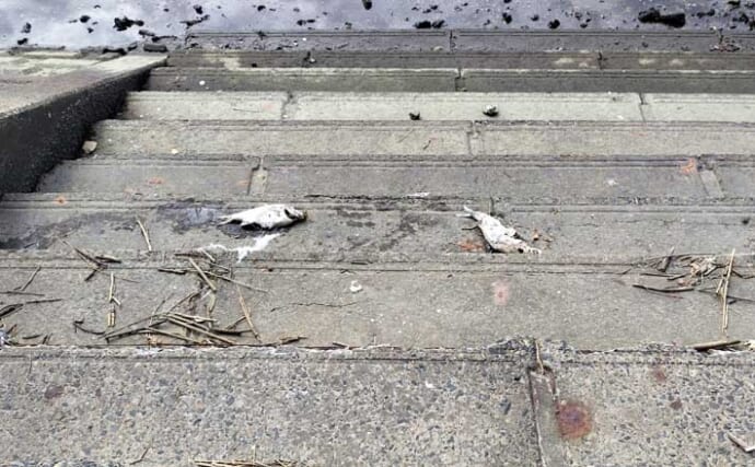 東京湾奥河川でクロダイやシーバスが大量死【千葉・養老川】少ない降水量と高水温が原因か
