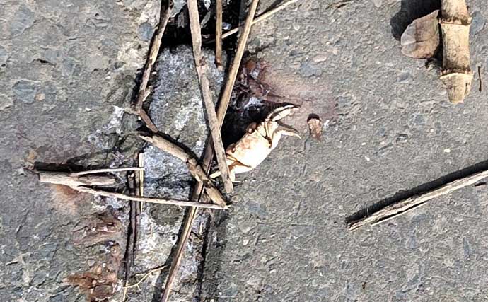 東京湾奥河川でクロダイやシーバスが大量死【千葉・養老川】少ない降水量と高水温が原因か