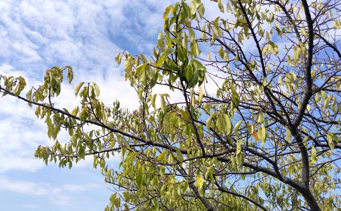 東京湾奥河川でクロダイやシーバスが大量死【千葉・養老川】少ない降水量と高水温が原因か