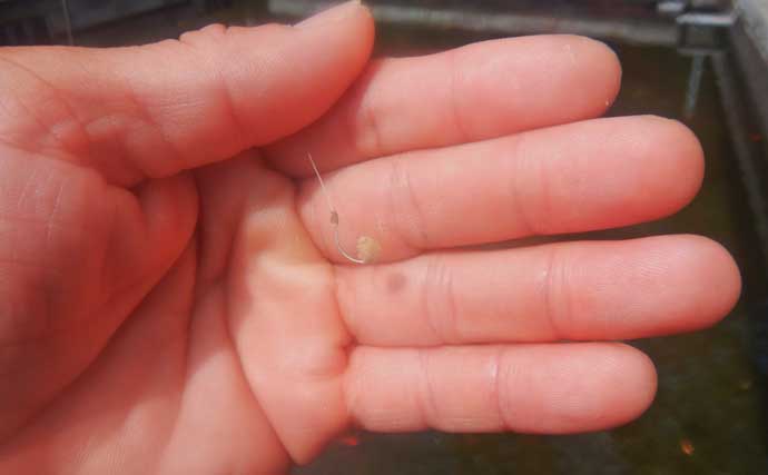 『森屋荘』でのキンギョ釣りで23尾キャッチ【東京・八王子】見釣りは意外とテクニカル？