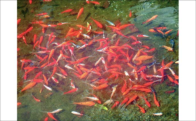 『森屋荘』でのキンギョ釣りで23尾キャッチ【東京・八王子】見釣りは意外とテクニカル？