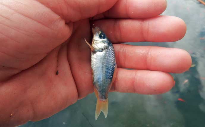 『森屋荘』でのキンギョ釣りで23尾キャッチ【東京・八王子】見釣りは意外とテクニカル？