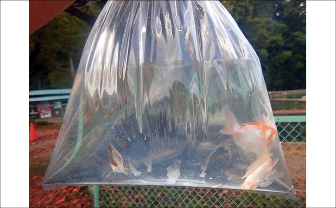 『森屋荘』でのキンギョ釣りで23尾キャッチ【東京・八王子】見釣りは意外とテクニカル？