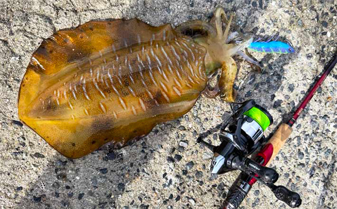 【2025年版】エギングロッドおすすめ20選！　初心者にもわかる失敗しない選び方を解説