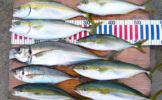 ボートでのチョクリ釣りで45cm大アジにツバス（ワカシ）をキャッチ【兵庫・明石沖】