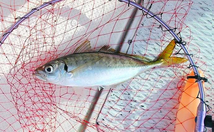 ボートでのチョクリ釣りで45cm大アジにツバス（ワカシ）をキャッチ【兵庫・明石沖】