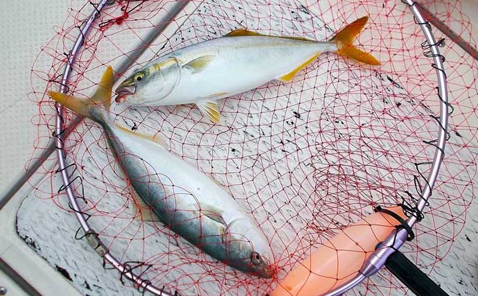 ボートでのチョクリ釣りで45cm大アジにツバス（ワカシ）をキャッチ【兵庫・明石沖】
