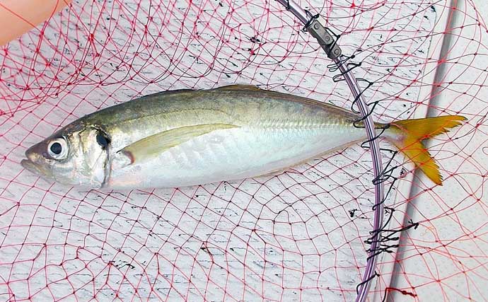 ボートでのチョクリ釣りで45cm大アジにツバス（ワカシ）をキャッチ【兵庫・明石沖】