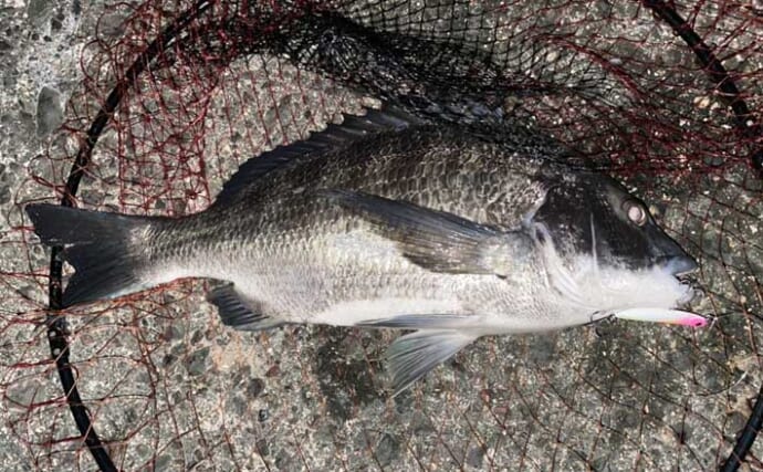 伊勢湾奥サーフのルアーフィッシングでクロダイにマゴチを好捕【三重】河口周辺でヒット！