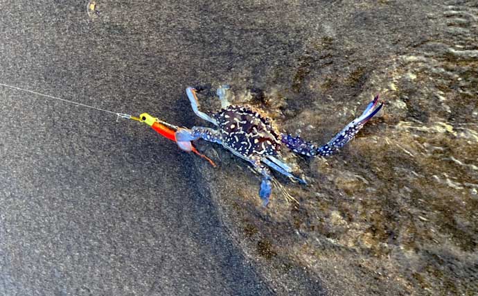 伊勢湾奥サーフのルアーフィッシングでクロダイにマゴチを好捕【三重】河口周辺でヒット！