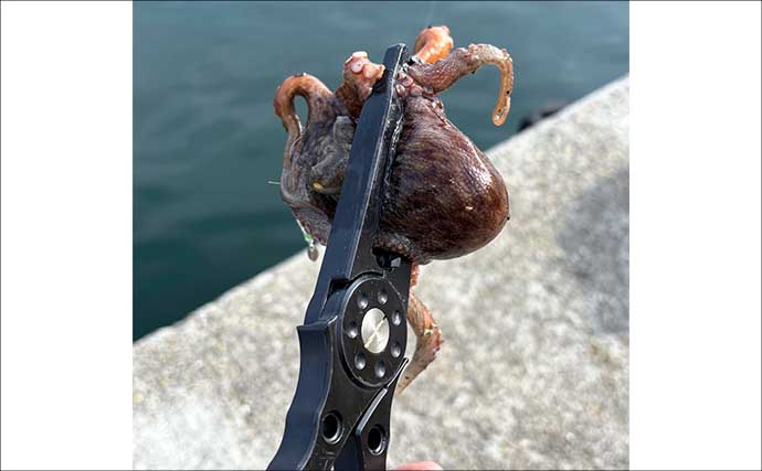 まだまだ暑い大阪湾で釣りを楽しむのに今買うべき釣具とは？　チニングタックルでチヌ＆タコを狙おう