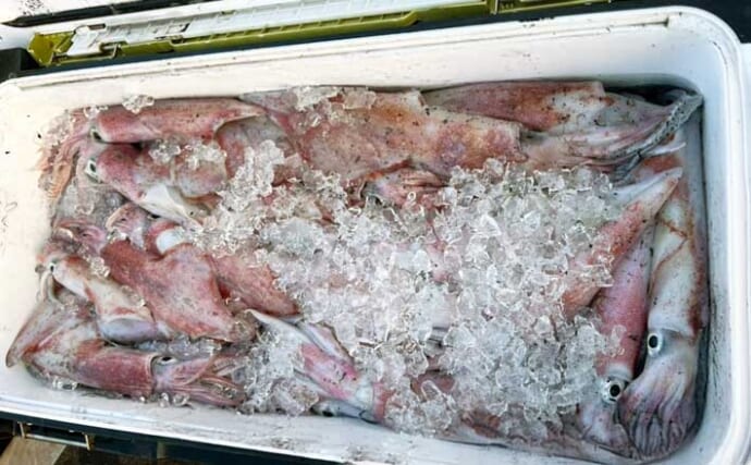 『アジ曽根』での夜焚きイカ釣りでトップ150杯！【熊本・黄龍丸】初挑戦のオモリグでも連発