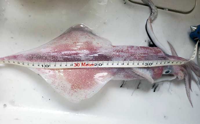 『アジ曽根』での夜焚きイカ釣りでトップ150杯！【熊本・黄龍丸】初挑戦のオモリグでも連発