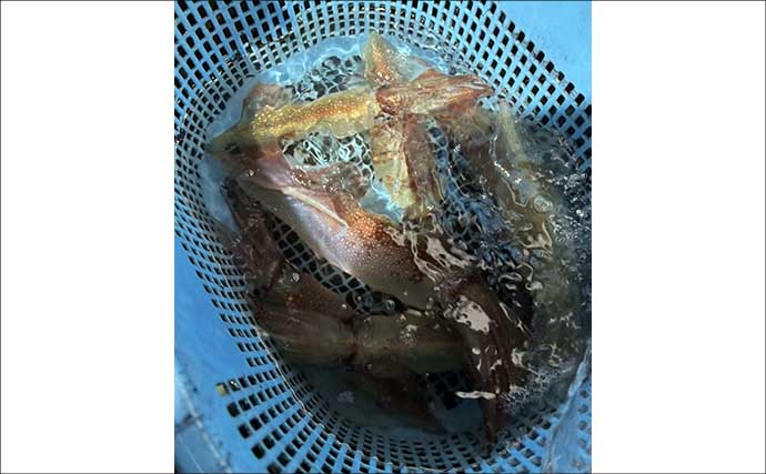 『アジ曽根』での夜焚きイカ釣りでトップ150杯！【熊本・黄龍丸】初挑戦のオモリグでも連発