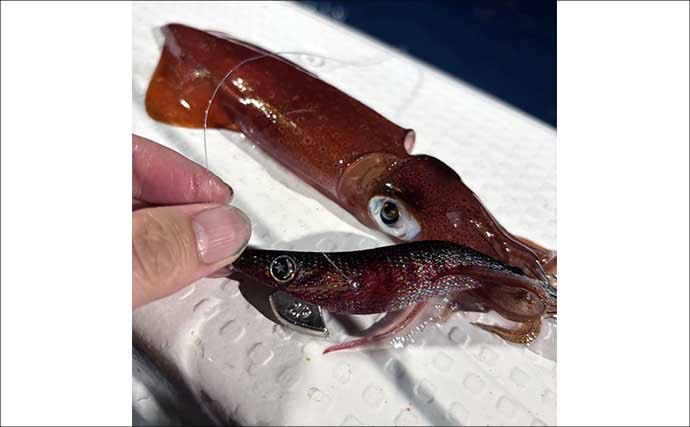 『アジ曽根』での夜焚きイカ釣りでトップ150杯！【熊本・黄龍丸】初挑戦のオモリグでも連発