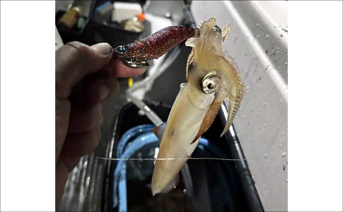 『アジ曽根』での夜焚きイカ釣りでトップ150杯！【熊本・黄龍丸】初挑戦のオモリグでも連発