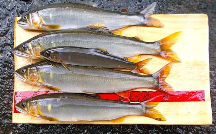 千代川での鮎ルアー釣りで22cm良型頭に鮎6匹キャッチ【鳥取】巻かずにルアーを見せつけるのが肝