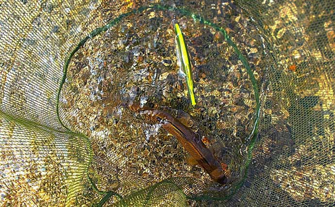 千代川での鮎ルアー釣りで22cm良型頭に鮎6匹キャッチ【鳥取】巻かずにルアーを見せつけるのが肝