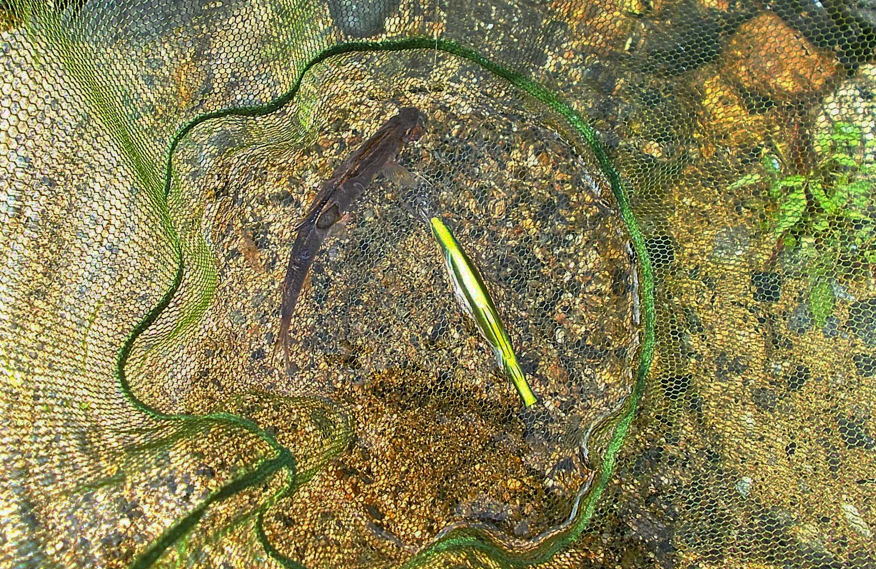 千代川での鮎ルアー釣りで22cm良型頭に鮎6匹キャッチ【鳥取】巻かずにルアーを見せつけるのが肝