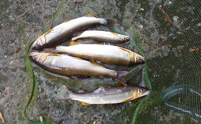 千代川での鮎ルアー釣りで22cm良型頭に鮎6匹キャッチ【鳥取】巻かずにルアーを見せつけるのが肝
