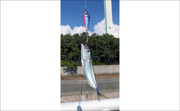 『大阪南港魚つり園』のショアジギングでサバ連発　青物開幕は9月下旬か