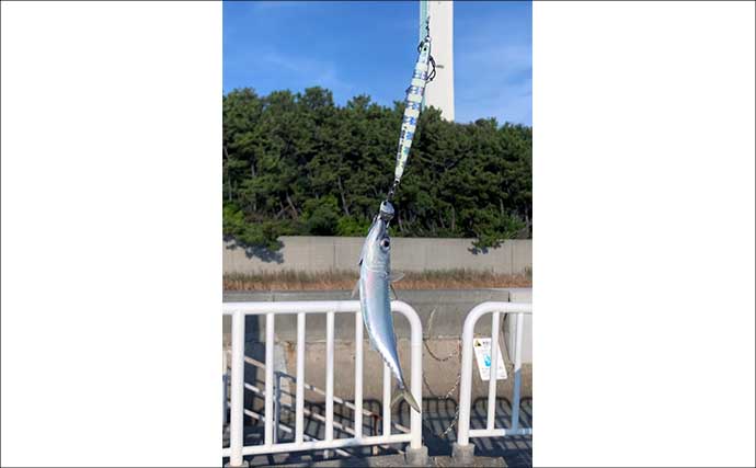 『大阪南港魚つり園』のショアジギングでサバ連発　青物開幕は9月下旬か