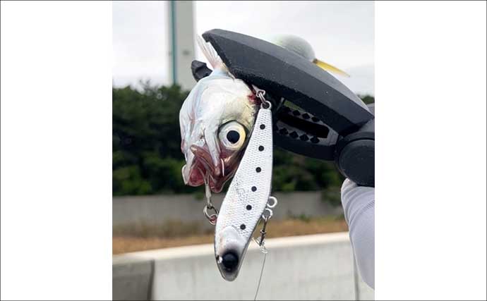 『大阪南港魚つり園』のショアジギングでサバ連発　青物開幕は9月下旬か