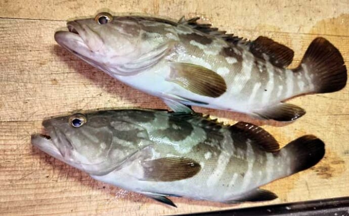 紀伊半島で幻の魚『クエ』を釣る！ルアーで居場所を探りエサで釣るも一筋縄ではいかず