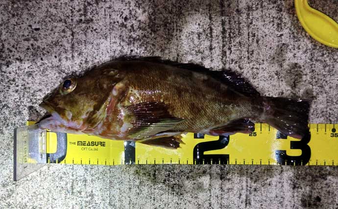 紀伊半島で幻の魚『クエ』を釣る！ルアーで居場所を探りエサで釣るも一筋縄ではいかず