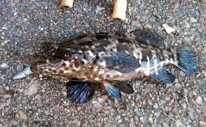 紀伊半島で幻の魚『クエ』を釣る！ルアーで居場所を探りエサで釣るも一筋縄ではいかず