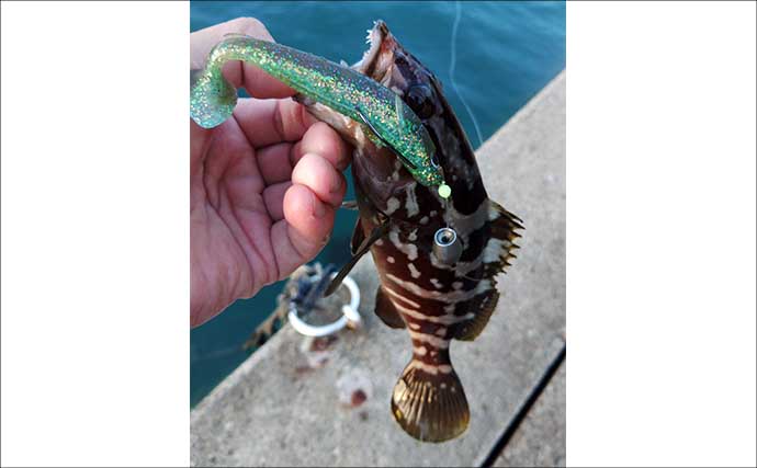 紀伊半島で幻の魚『クエ』を釣る！ルアーで居場所を探りエサで釣るも一筋縄ではいかず