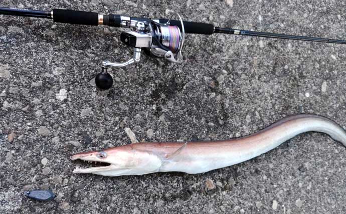 紀伊半島で幻の魚『クエ』を釣る！ルアーで居場所を探りエサで釣るも一筋縄ではいかず