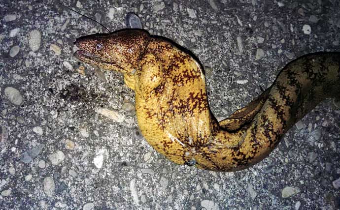 紀伊半島で幻の魚『クエ』を釣る！ルアーで居場所を探りエサで釣るも一筋縄ではいかず