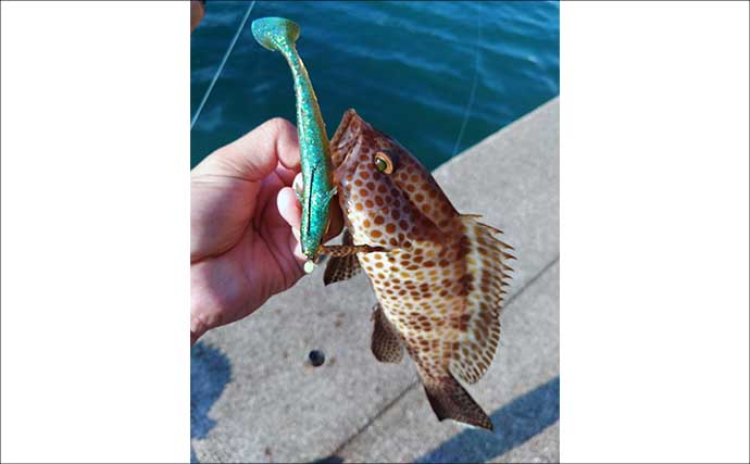 紀伊半島で幻の魚『クエ』を釣る！ルアーで居場所を探りエサで釣るも一筋縄ではいかず