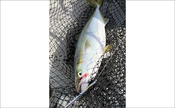 青物ジギング＆タチウオのリレー便で両本命の数釣りを達成！【和歌山・MCL】