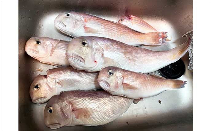 和歌山湾のシロアマダイ釣りで42cm頭に本命連打！【釣船のんちゃん】イソメに好反応