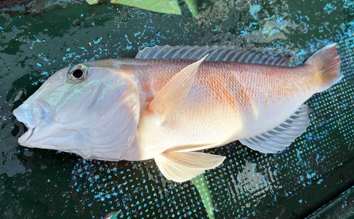 和歌山湾のシロアマダイ釣りで42cm頭に本命連打！【釣船のんちゃん】イソメに好反応